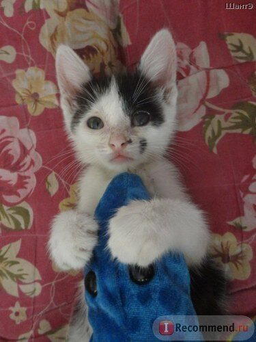 История котенка, который очень хотел жить. Кошка Бабочка