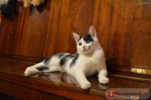 История котенка, который очень хотел жить. Кошка Бабочка