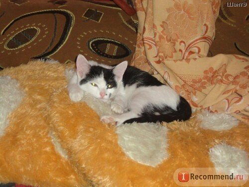 История котенка, который очень хотел жить. Кошка Бабочка