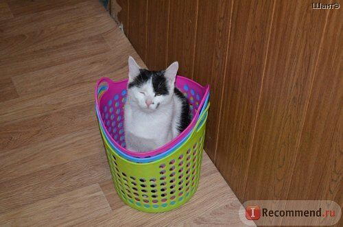 История котенка, который очень хотел жить. Кошка Бабочка