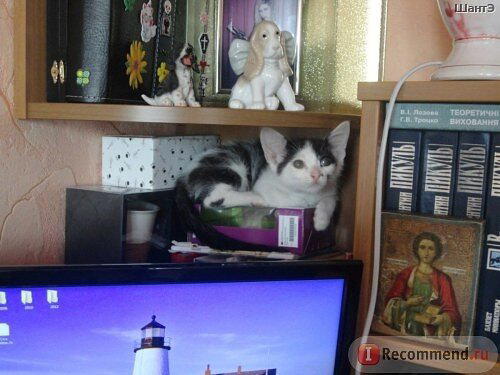 История котенка, который очень хотел жить. Кошка Бабочка