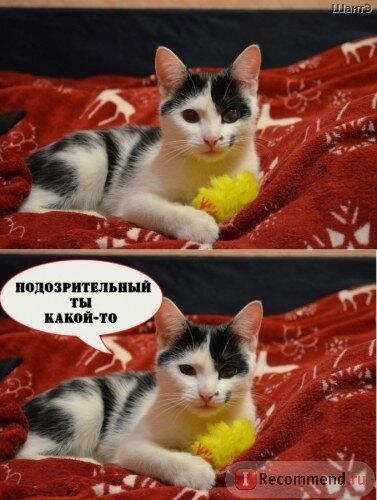 История котенка, который очень хотел жить. Кошка Бабочка