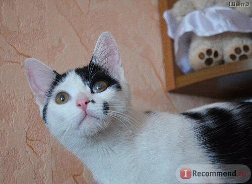 История котенка, который очень хотел жить. Кошка Бабочка