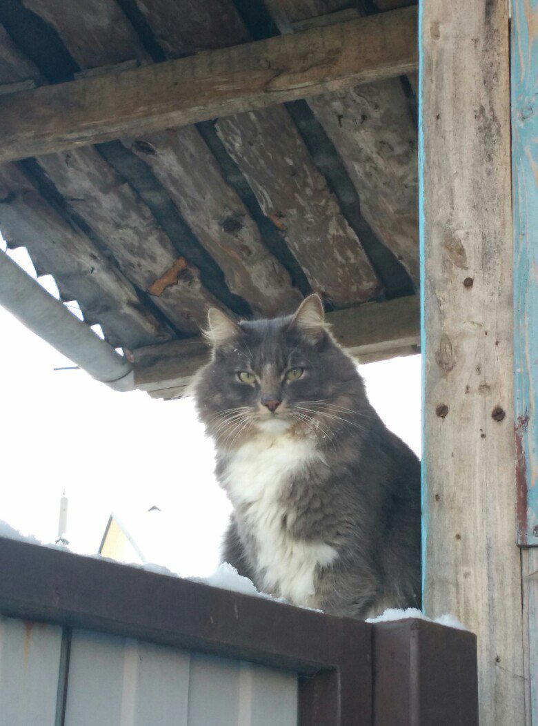 Он шел с пакетом, а потом вытряхнул в контейнер из него котенка