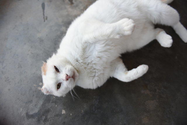 Самый нежеланный кот Оскар в приюте
