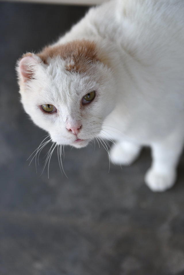 Самый нежеланный кот Оскар в приюте