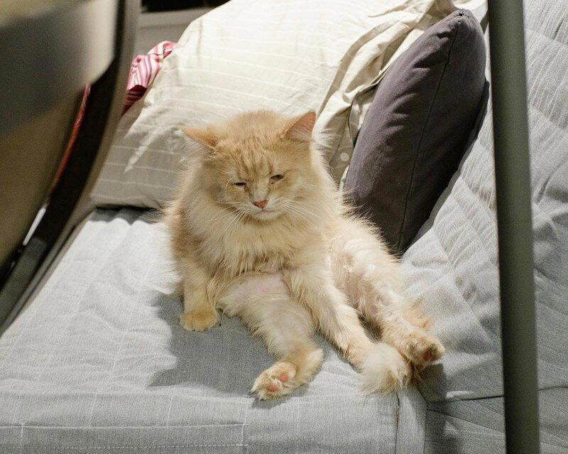 Самый грустный котик Пончик