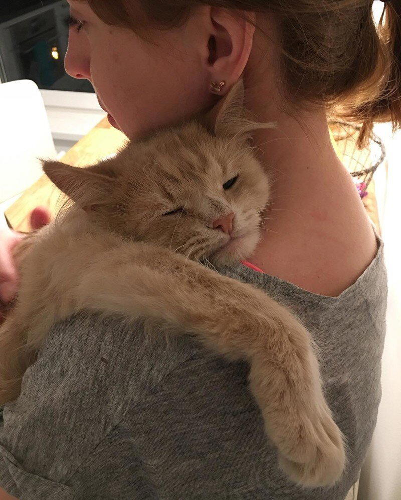 Самый грустный котик Пончик