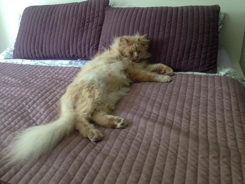 Самый грустный котик Пончик