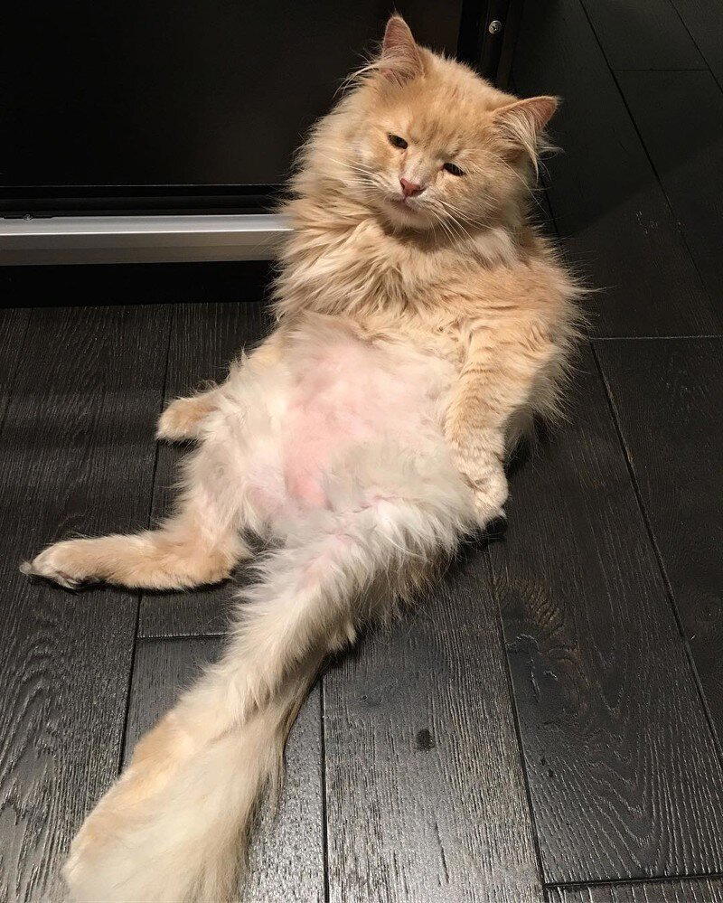 Самый грустный котик Пончик