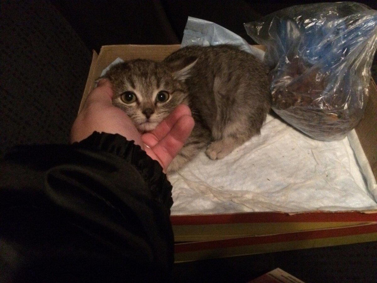 Спасение котенка с замороженными лапками