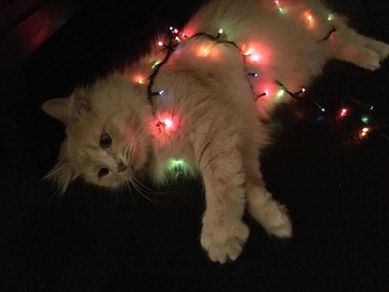 Самый грустный котик Пончик