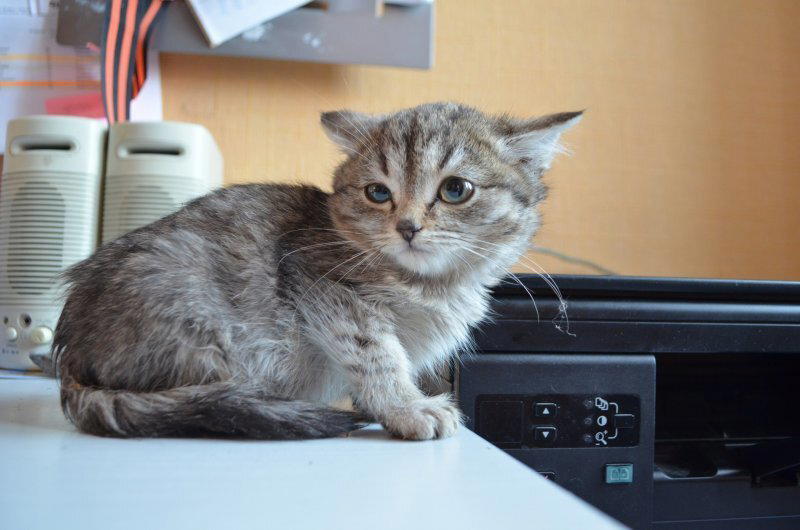 Спасение котенка с замороженными лапками