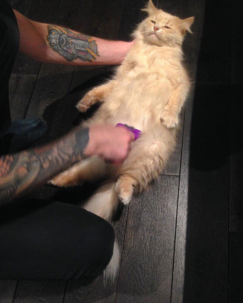 Самый грустный котик Пончик