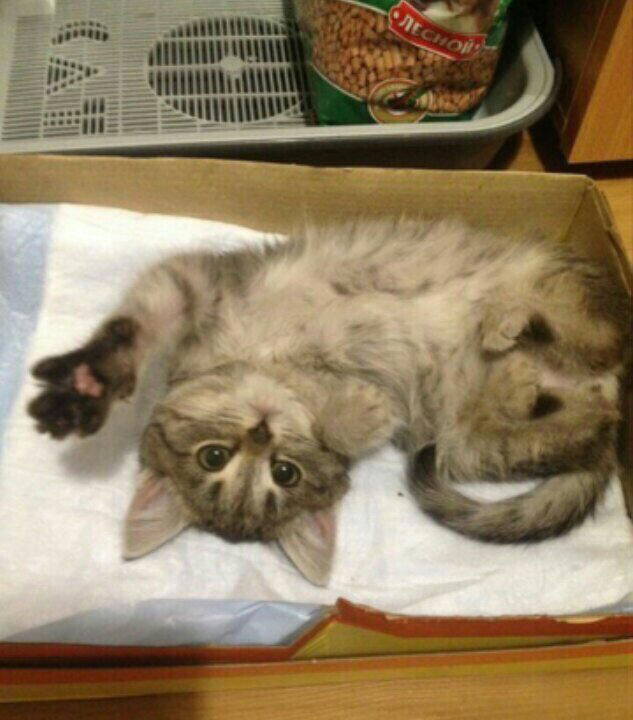 Спасение котенка с замороженными лапками