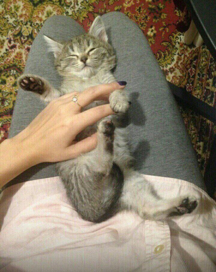 Спасение котенка с замороженными лапками