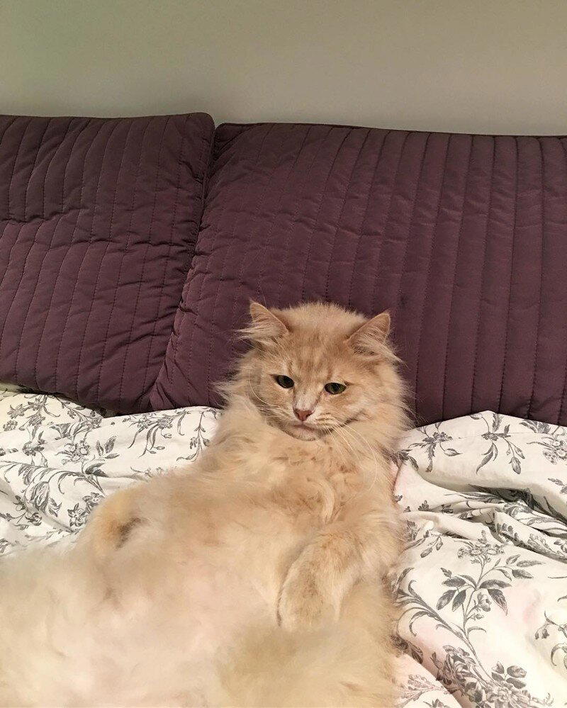 Самый грустный котик Пончик