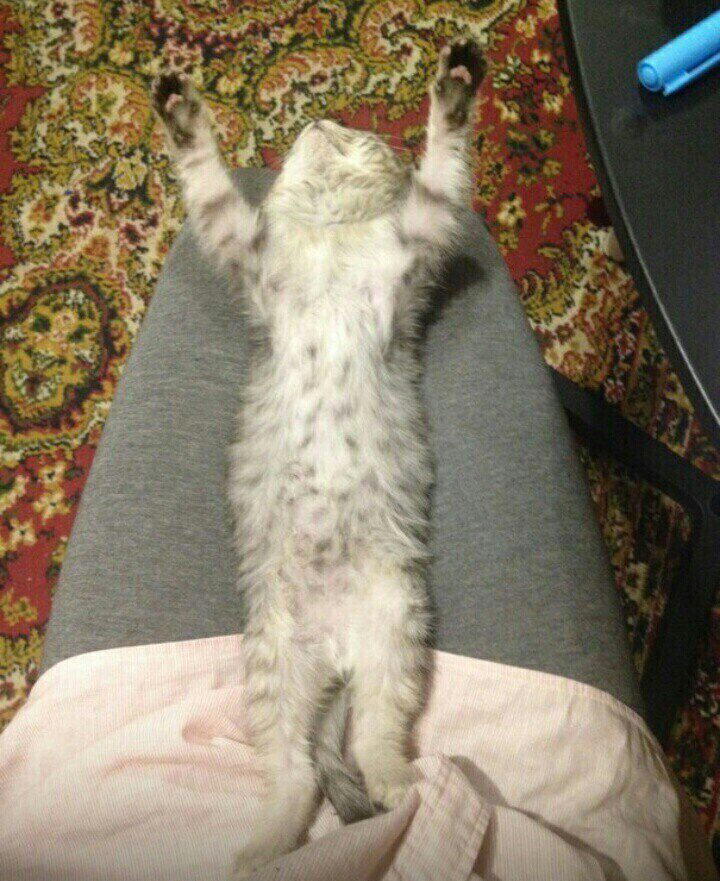 Спасение котенка с замороженными лапками