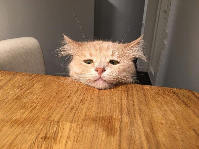 Самый грустный котик Пончик