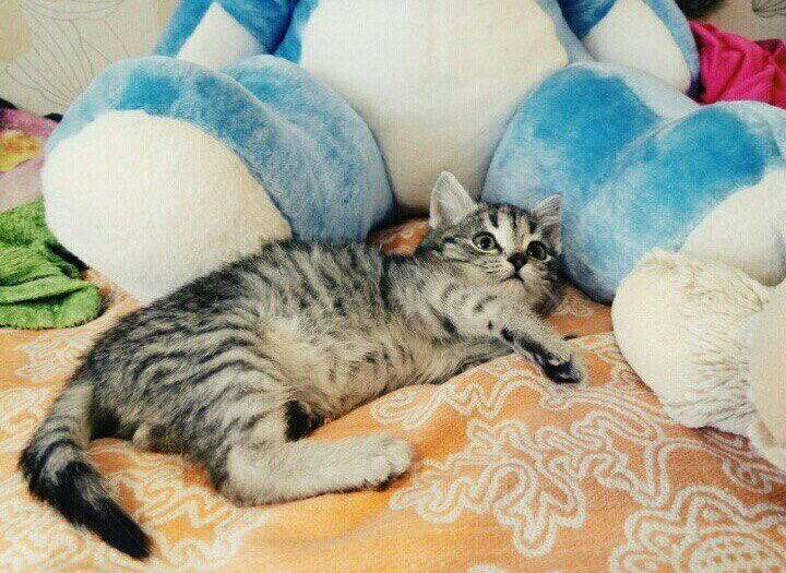 Спасение котенка с замороженными лапками