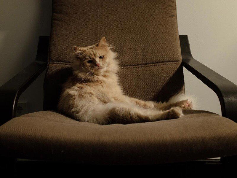 Самый грустный котик Пончик
