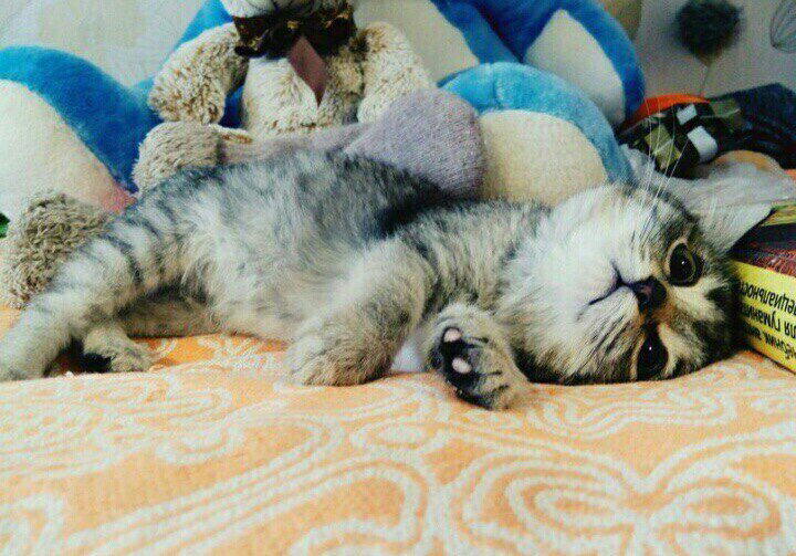 Спасение котенка с замороженными лапками