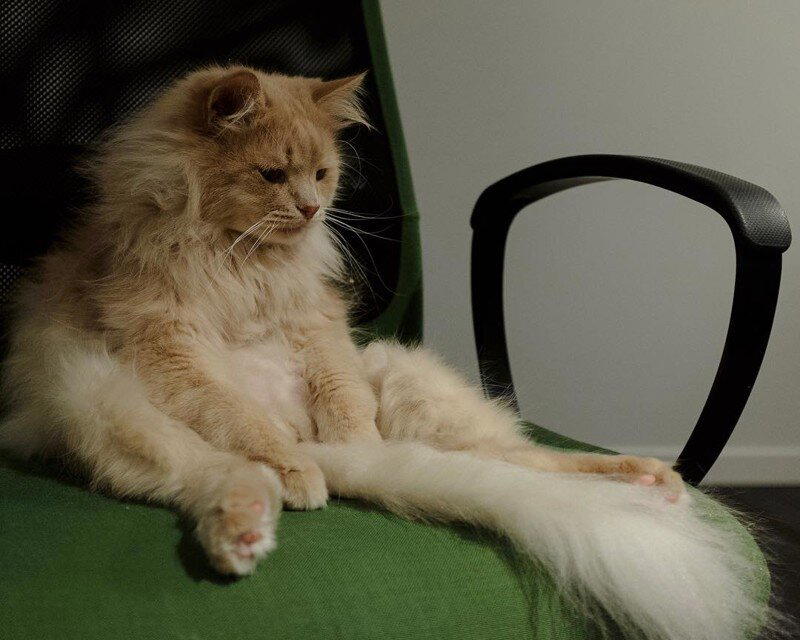 Самый грустный котик Пончик