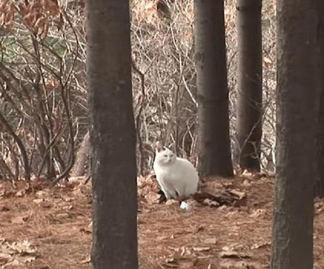 Брошенный кот в лесу толстел и не хотел уходить