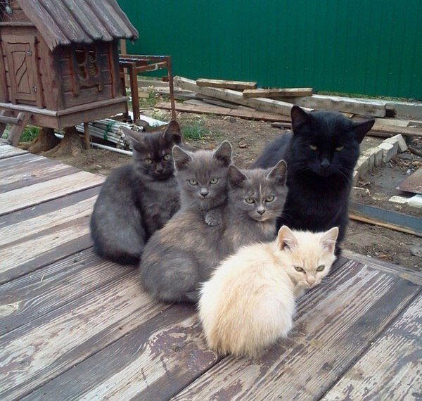 Суровая семейка