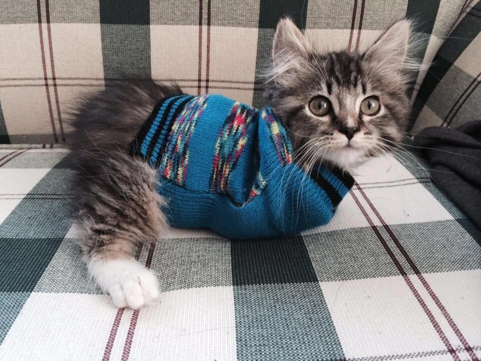 Она родилась без передних лап...