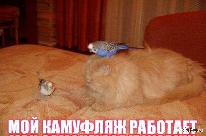 Мой камуфляж работает