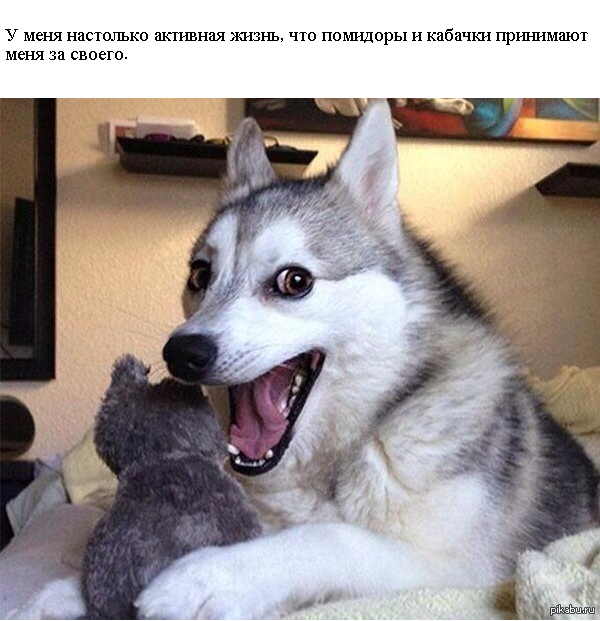 Шутку придумал