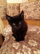 Минские котэ