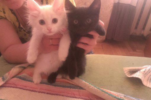 Минские котэ