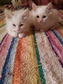 Минские котэ
