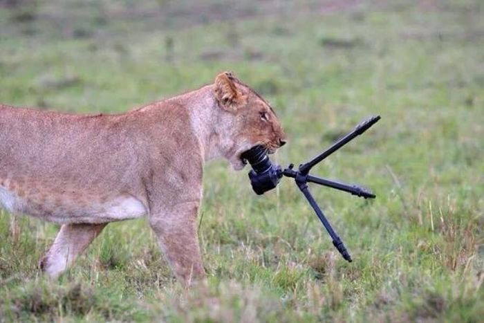 Фотограф львов хотел поснимать...