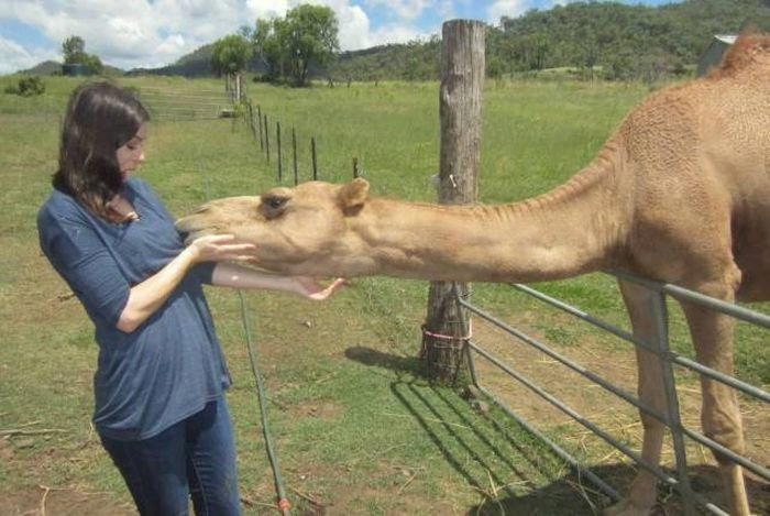CAMEL - самец!!!