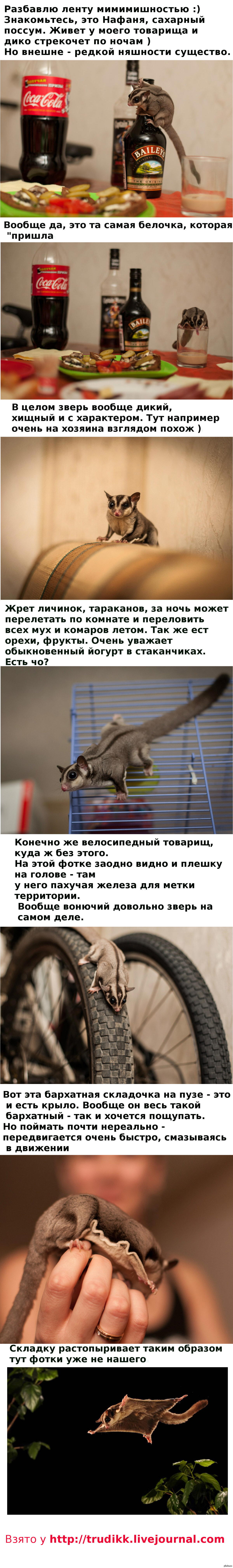 Нафаня