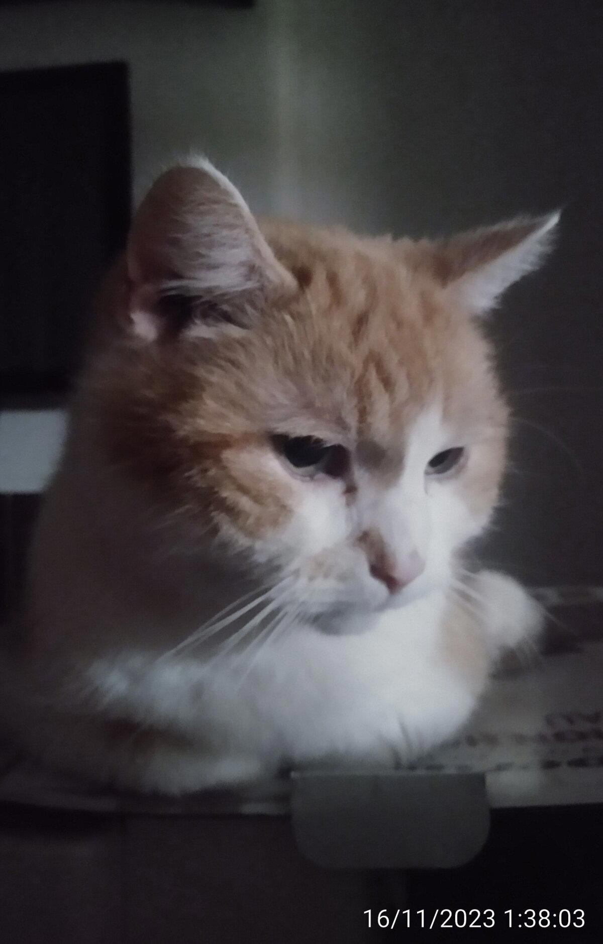 Даёшь волну котов!