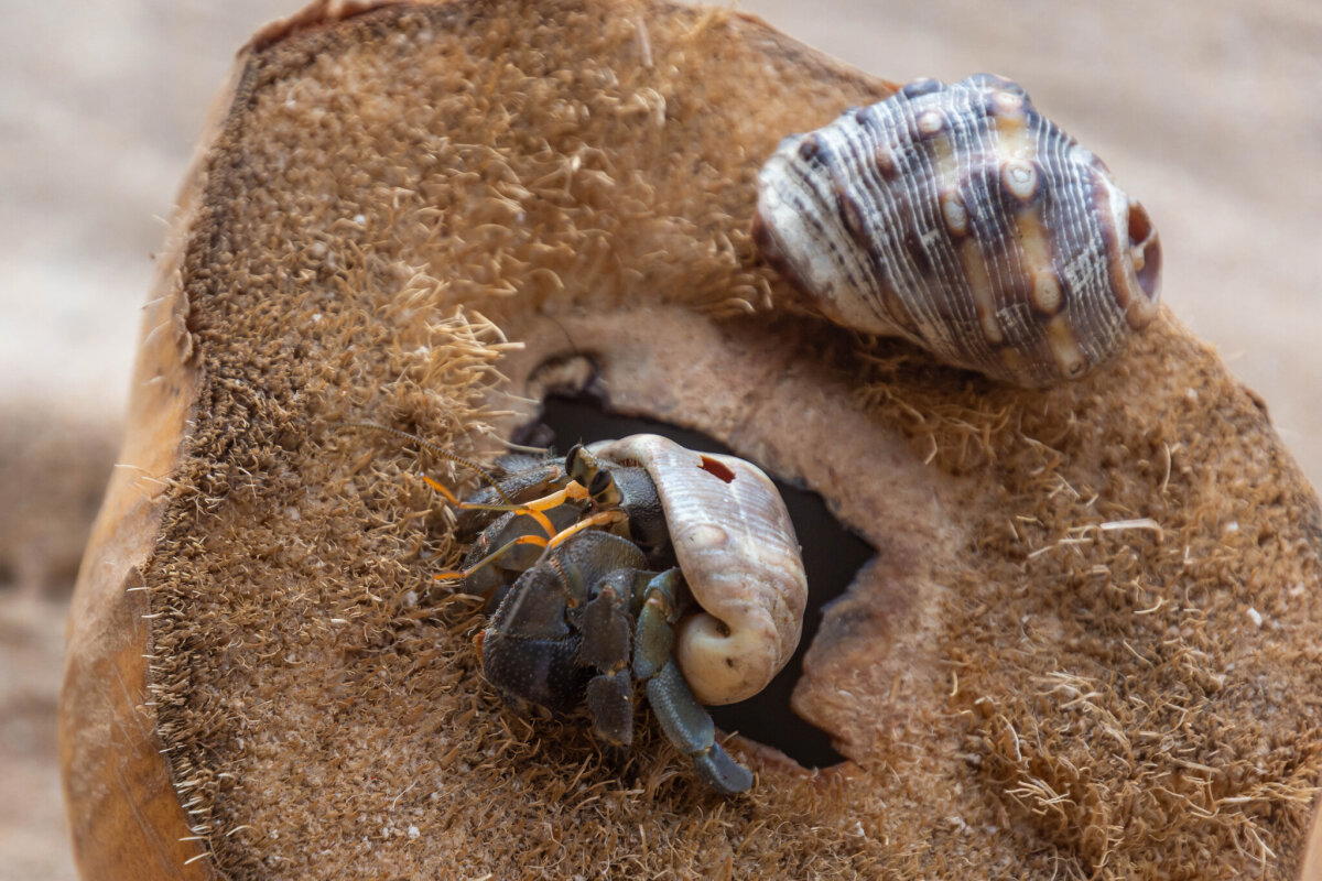 Квартиру продаете? - Нет, показываем!