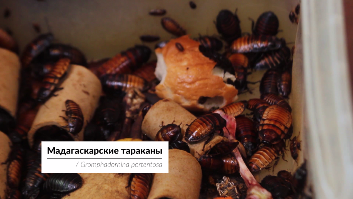 Андрей Затока об экзотических питомцах. Часть 3