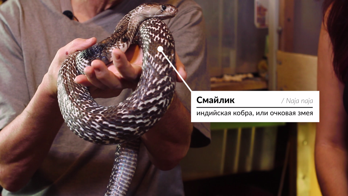 Андрей Затока об экзотических питомцах. Часть 1