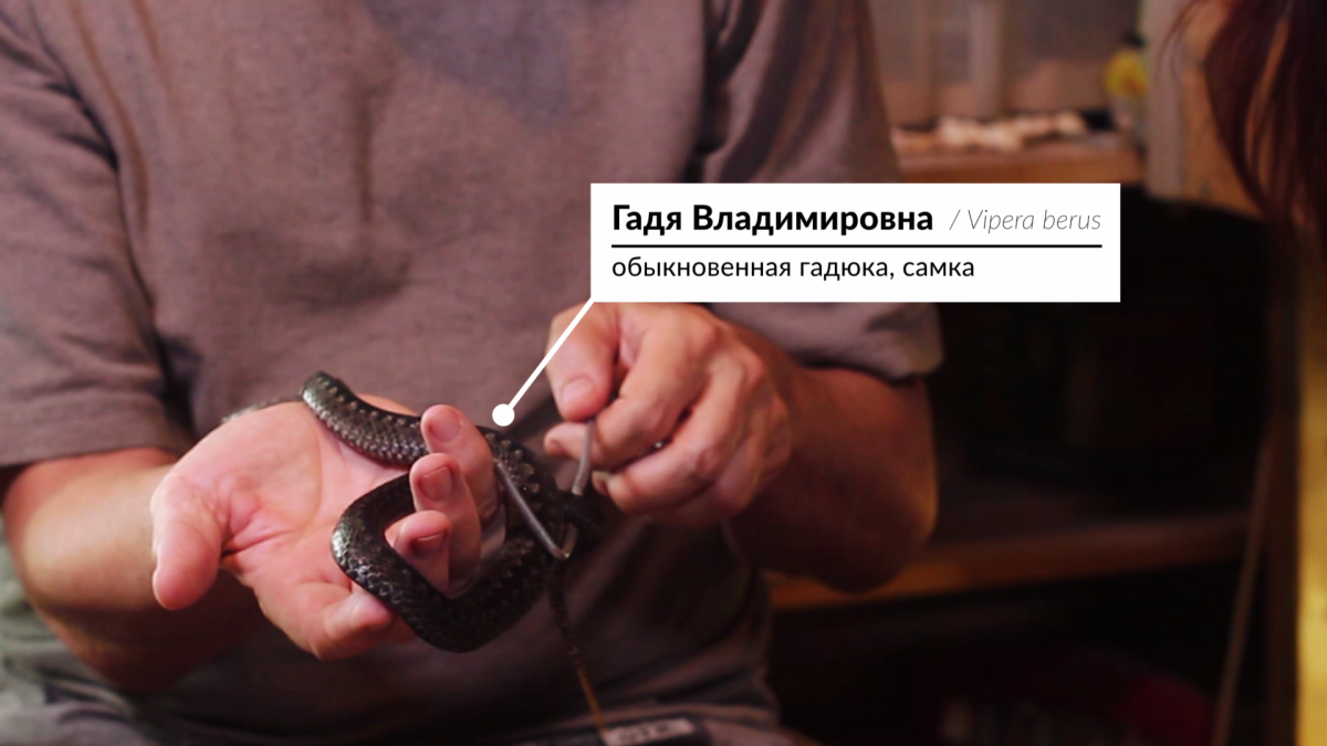 Андрей Затока об экзотических питомцах. Часть 2