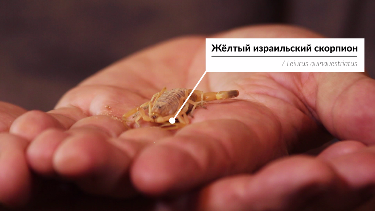 Андрей Затока об экзотических питомцах. Часть 2