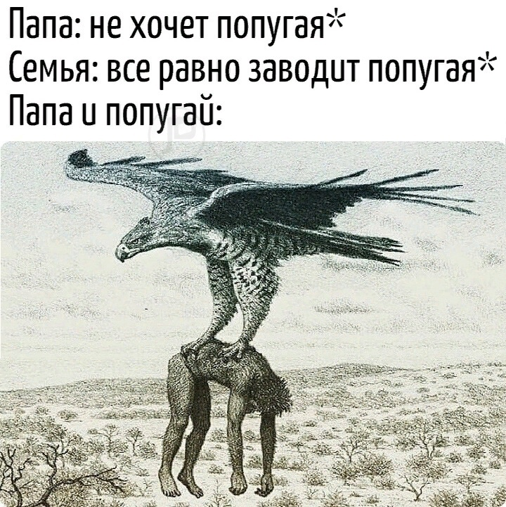 Попугай в семье