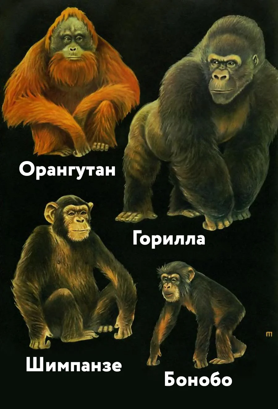 Отчего люди не решают как птицы