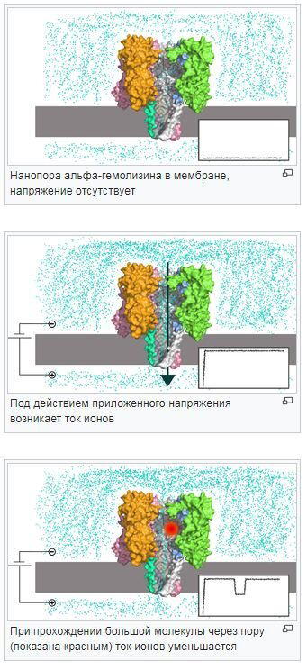 Томас Кран о секвенировании генома