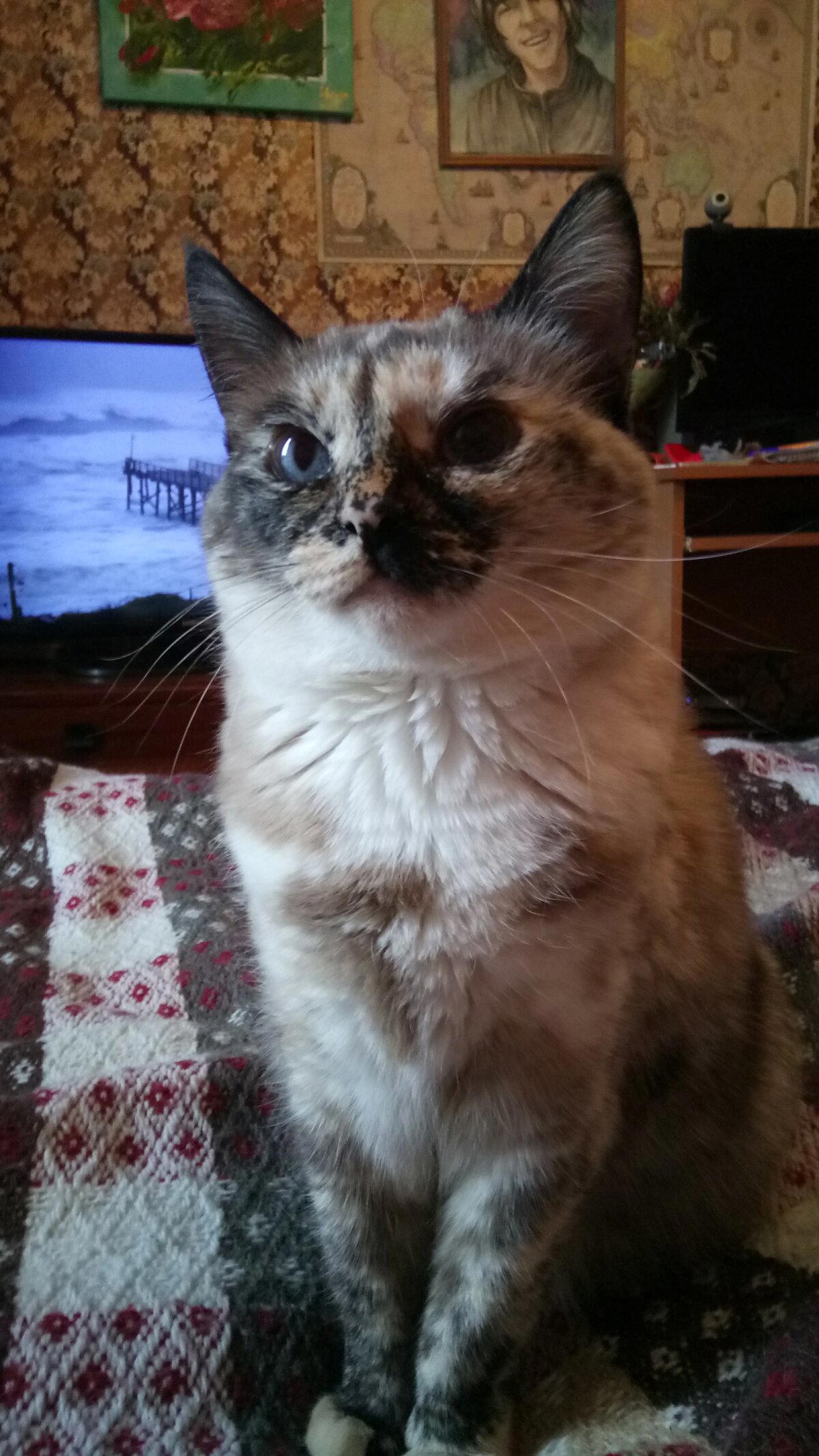 Моя любимица. Кошке 9 лет