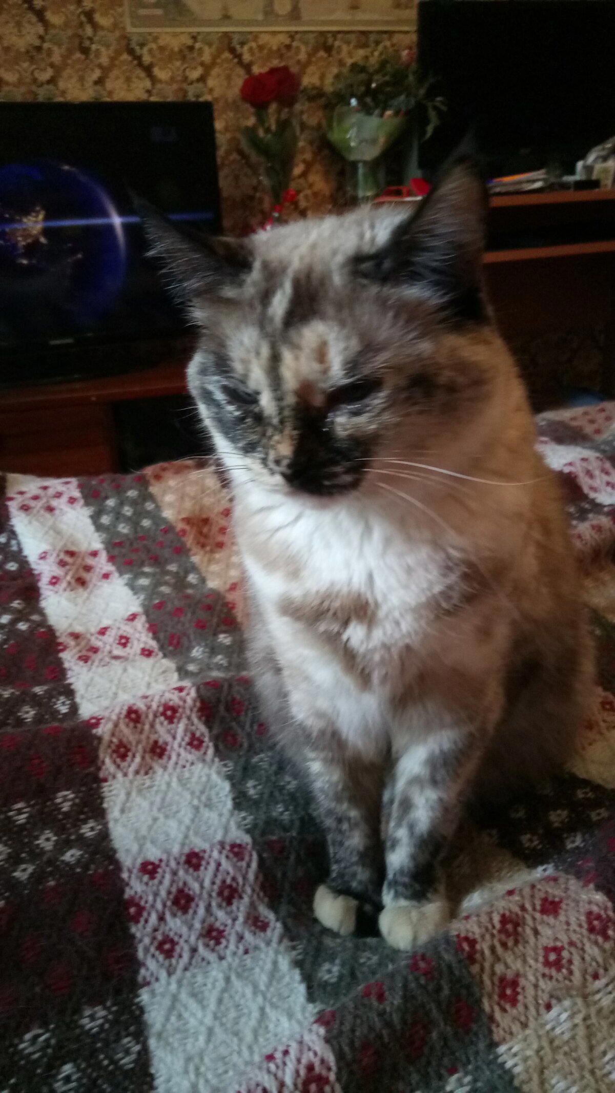 Моя любимица. Кошке 9 лет