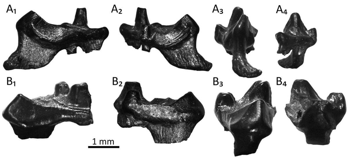 Встречаем новых мезозойских млекопитающих: Durlstodon и Durlstotherium
